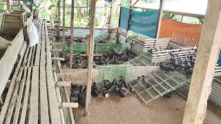 Right Minus Wrong Ang Pag Iitikan? | Usapang Itikan | Duck Farming in Philippines