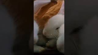 second rabbit #kelinci #subscribe #trending #shortvideo #rabbit