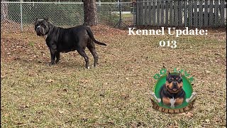 Kennel update: 013| GO LIVE BULLIES