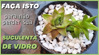 REPLANTES: Dicas Úteis para Suculenta de vidro | #suculentas #haworthia