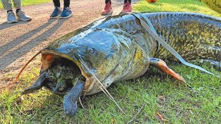 Fisherman Catches GIANT CATFISH