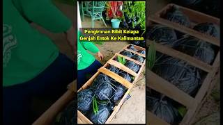 Bibit Kelapa Genjah Entok Sampai Di Kalimantan