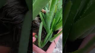 Aloevera plant care #shorts #viral #plants #aloevera #care #ytshorts #shortvideo