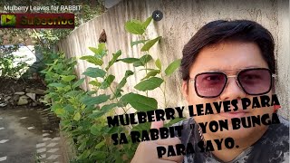 Mulberry Leaves for RABBIT