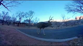 Get close to a deer while it looks directly into the 360 degree camera! *MUST SEE*