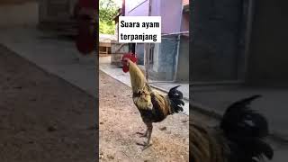 suara ayam terpanjang