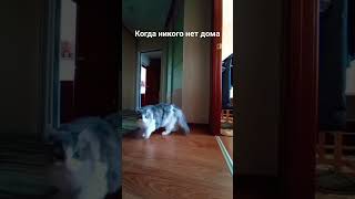 мой кот когда никого нет дома#кот #домашниеживотные #дома #одиндома