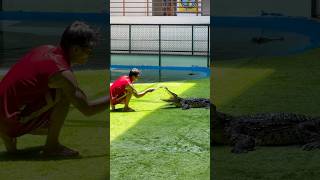 CROCODILE Gets Teeth Cleaned! #shorts #crocodile #ytshorts #phuket #thailand