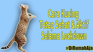 Cara Agar Kucing Tetap Sehat & Aktif Saat Lockdown/Darurat Sipil