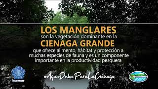 #DiaDeLaDefensaDelManglar