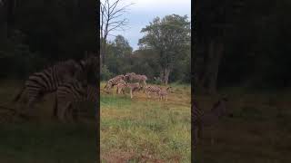 Zebras Harem - Karongwe Game Reserve - South Africa - May 2018