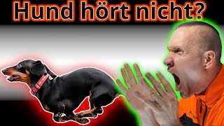 Mach DAS - und Dein Hund wird immer auf Dich hören!