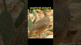 OMG ! जानवरों के ऐसे अंडे देखने के लिए नसीब लगता ! Most Unique Eggs #shortvideo #short