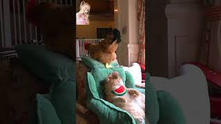 The cat is thinking #cutespets #catvideos #cat #funny