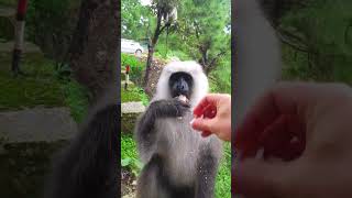 Funny mammals - funny langur monkey feeding #funnymammals #langur #monkey