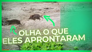 Veja quais animais chegaram no nosso novo bebedouro