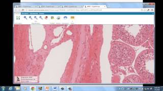 Medical School Histology. Images of Human Testis.