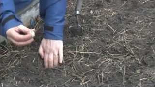 Planting garlic