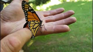 Releasing Monarchs