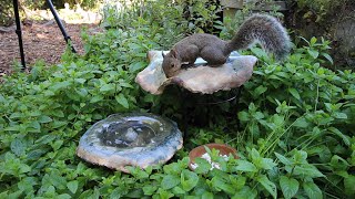 Watering hole for birds, squirrels, and?