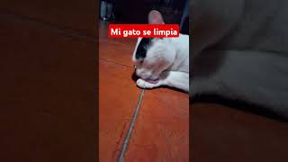 Mi gato se limpia #cat #cats #humor #meme