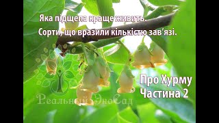 Підщепи хурми. Частина 2. Коренева система. Яка підщепа краще живить.