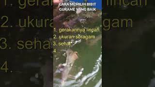 CARA MEMILIH BIBIT GURAME YANG BAIK #shorts #shortvideo #like #ikan