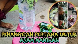 Cara penanggan pertama untuk 4yam terkena penyakitt manikkan...