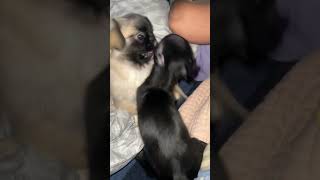 Cachorro DISCAPACITADO AMA a su HERMANA PEKINES