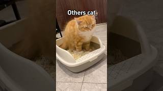 Other cats vs my cats #funnyvideo #usacats #catfunny #funny #catsusa #funnycatvideos #pets