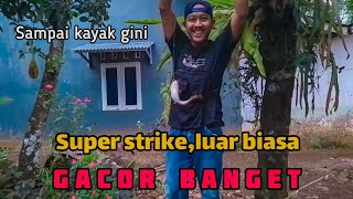 Mancing ikan Lele,Strike luar biasa sampai kail nyangkut di pohon