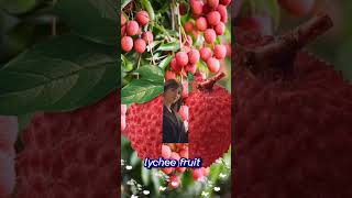 fruit split #lychee #fruit #funplay #split #shorts #youtubeshorts