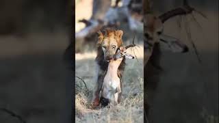 Lion hunt Deer #viral #trending #shorts #trendingshorts #viralshorts