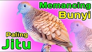 PERKUTUT LOKAL GACOR suara kecil - DONGKRAK BIRAHI (PANCINGAN PERCEPAT BUNYI) 100%SUPER AMPUH