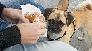 Cane guarda cibo del padrone