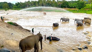 🐘 Elephant Shower in the River, Pinnawala Elephant Orphanage, Sri Lanka, July 2023