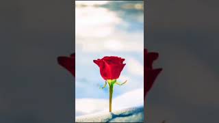 #Trending #Status #Viral ROSE .........., Flower Status Video  // #Famous #10M