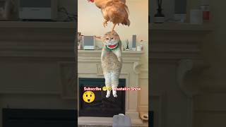 The chicken 🐔 is catching the cat 😺 and flying 🪽 away 😭😔 #shorts #animals #cat #chicken #trending