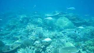 Best Snorkeling in the World Great Barrier Reef.AVI