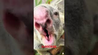 KOALA OR PIG? 😂 #funny #comedy #viral