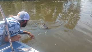 Petting Gators