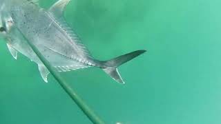 dive at Boca reef Pagadian