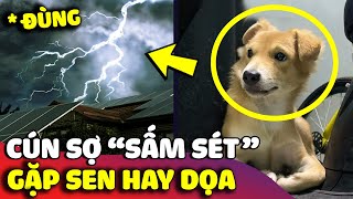 Cười xỉu với em chó 'SỢ SẤM SÉT' khi trời mưa nhưng suốt ngày lại bị con sen 'HÙ DỌA' 😅 | Gâu Đần