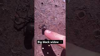 Big black widow spider