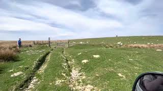 Saving a Lamb in Wales