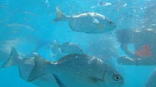 Snorkel - Cancun - El Meco Reef - 2023-10-28