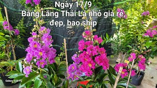 17/9- Bằng Lăng thái lá nhỏ giá ưu đãi, chốt 0902.456.209 Nam