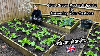 Rayo Saag Update | Growing Giant Green Mustard | रायो सागको अपडेट | Nepali Family UK | Gardening UK