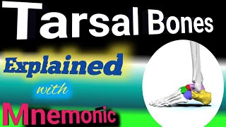 tarsal bones | anatomy | mnemonic