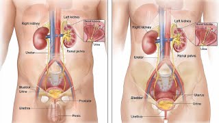 How Urine Is Formed ?